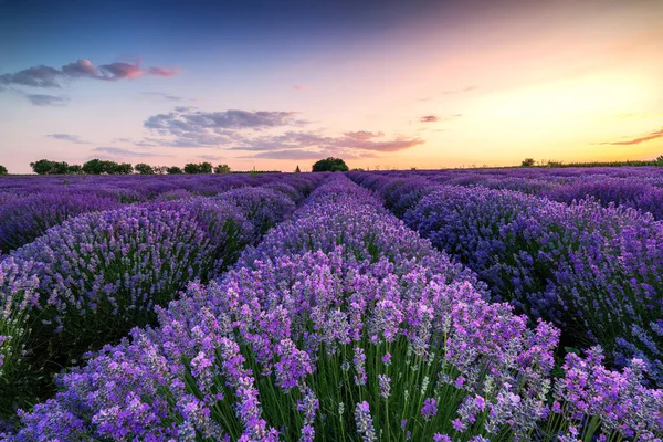 Lavender Flower Blooming Fields Endless Rows Sunset Shot — Stock Photo, Image