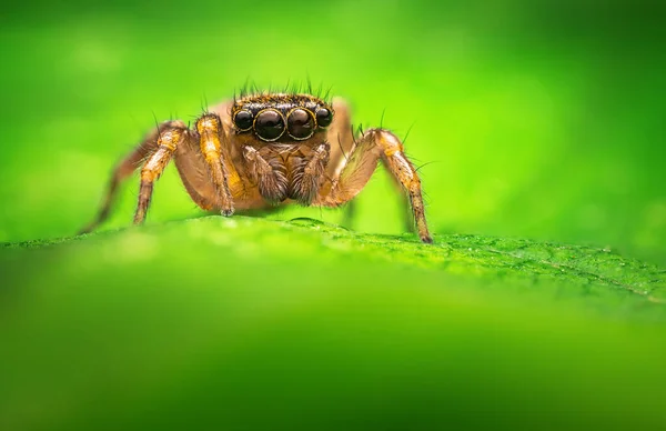 緑の葉の上でクモのマクロを閉じるジャンプ — ストック写真