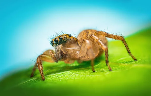 Macro Close Aranha Saltando Uma Folha Verde — Fotografia de Stock