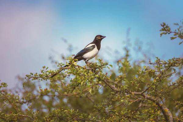 Elster Vogel Steht Auf Einem Blühenden Frühlingsbaumzweig — Stockfoto