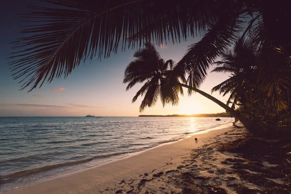 Güneş Doğarken Karayip Denizi Kıyısında Palmiye Ağaçları Olan Tropik Bir — Stok fotoğraf
