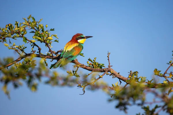 Pássaro Cor Comedor Abelhas Galho Árvore Florescente — Fotografia de Stock
