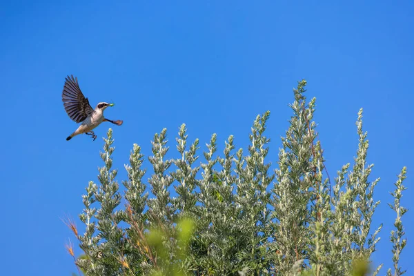 Steinschmätzer Vogel Fliegt Mit Heuschrecke Schnabel Über Blühenden Baum — Stockfoto