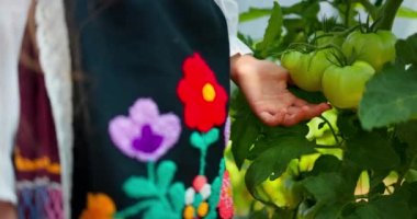 Folklor kostümü giymiş çiftçi kadın, elleri bahçe serasında organik domates bitkileri tutuyor. Bahçıvanlık ve çiftçilik.
