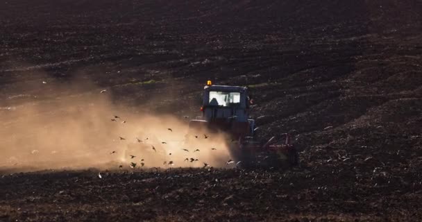 Farmář Traktorem Orání Strniště Zemědělské Pole Ptáci Létající Pracovním Stroji — Stock video