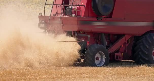 Combine Harvester Machine Harvesting Ripe Golden Wheat Field Video — Stock Video