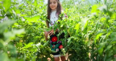 Bir bahçe serasında organik domates bitkileriyle nakışlı folklor kostümlü Bulgar kız çiftçi. Bulgaristan 'da bahçıvanlık ve tarım.