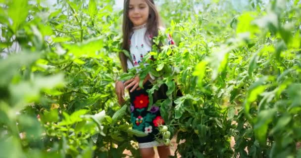Bulharská Dívka Farmář Vyšívacím Folklóru Kostým Organickými Rajčaty Zeleniny Zahradním — Stock video