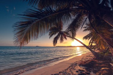 Karayip Denizi kıyısında palmiye ağaçları olan egzotik bir ada sahili.