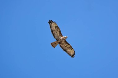 Yırtıcı kuş. Yaygın Şahin. Açık kanatlı Buteo Buteo.