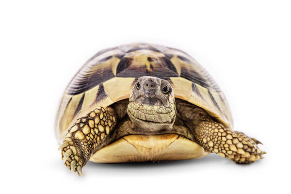Черепаха диких животных, изолированных на белом фоне с вырезкой пути.