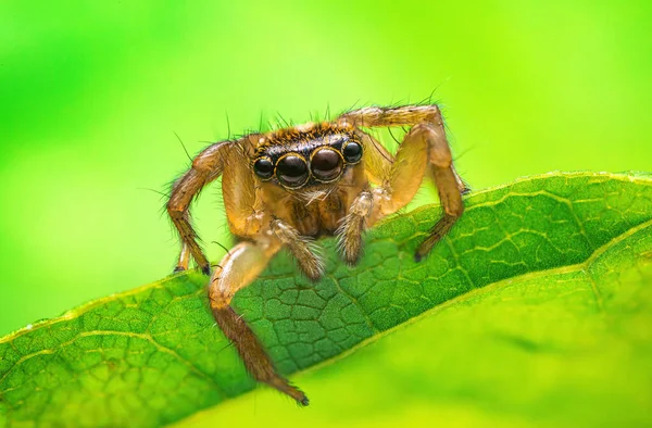 緑の葉と青い空にクモのマクロを閉じるジャンプ — ストック写真