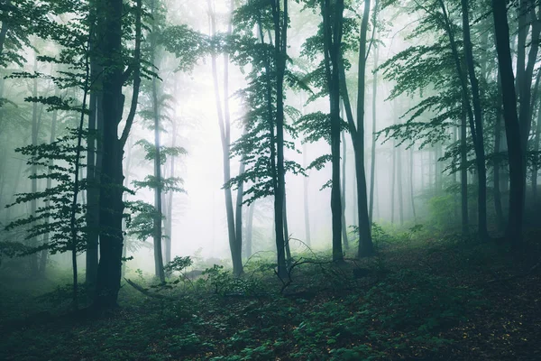 Μεγάλο Πράσινο Δέντρο Και Ομίχλη Στο Ομιχλώδες Πράσινο Δάσος — Φωτογραφία Αρχείου
