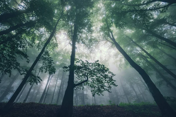 Wielkie Zielone Drzewo Mgła Mglistym Zielonym Lesie — Zdjęcie stockowe