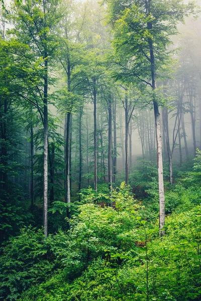 Gyönyörű Természet Reggel Ködös Tavaszi Erdőben Napsütéssel — Stock Fotó