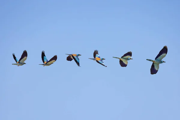 European Roller Blue Bird Coracias Garrulus Flying Sky Spring Season — Stock Photo, Image
