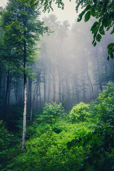 太陽の光で霧の春の森の中で美しい自然 垂直ショット — ストック写真