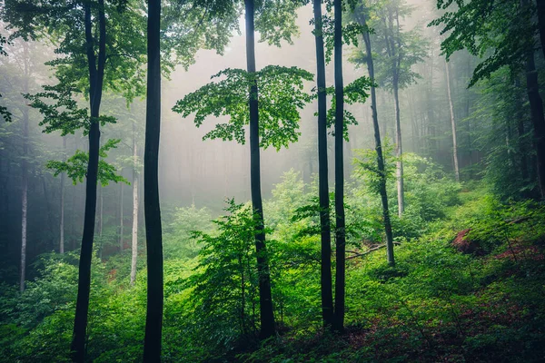 Mgła Mglistym Zielonym Lesie — Zdjęcie stockowe