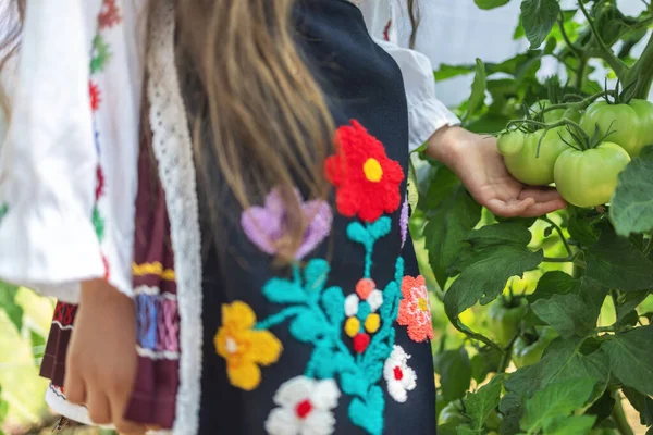 Bulgarian Tyttö Viljelijä Kirjonta Kansanperinne Puku Orgaaninen Tomaatti Vihanneskasveja Puutarhassa — kuvapankkivalokuva