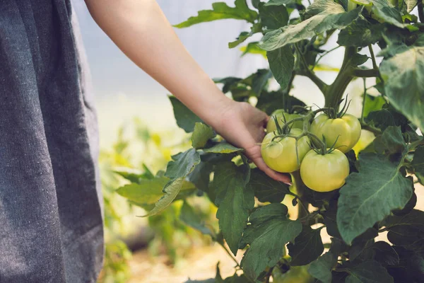 Farmer Woman Touching Organic Tomato Vegetables Plants Greenhouse Ripe Tomatoes — Stock Photo, Image