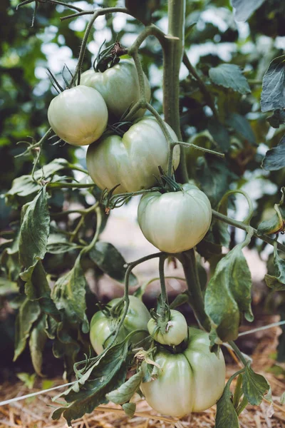 Tomates Numa Estufa Horticultura Produtos Hortícolas — Fotografia de Stock