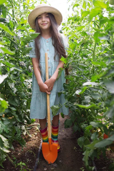 温室内の有機トマト野菜植物のスクープシャベルを持つ農家の女の子 トマトを熟す 田舎での生活 — ストック写真