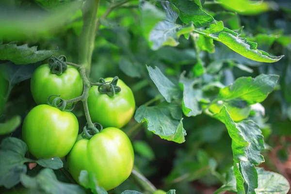 Tomates Numa Estufa Horticultura Produtos Hortícolas — Fotografia de Stock