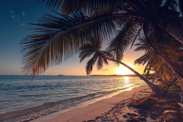 Exotic Island Beach Palm Trees Caribbean Sea Shore Summer Tropical — Stock Photo, Image