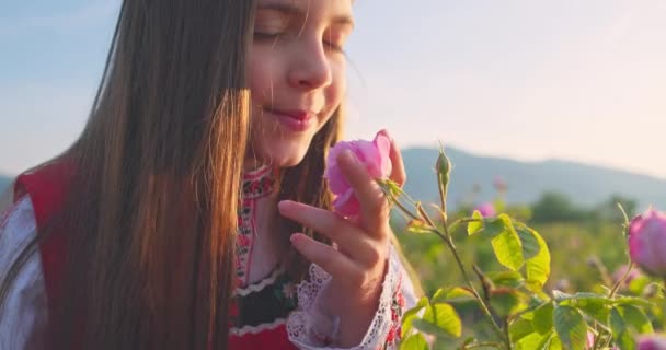 계곡에서 일출에 Damascena를 베어링 오일의 신선한 향기를 의류에 불가리아어 아름다운 — 비디오