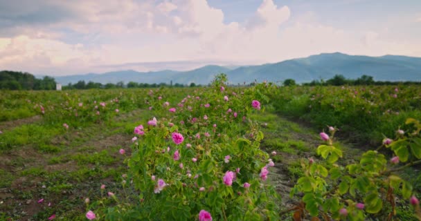 Bulharské Růžové Údolí Úsvitu Města Kazanlak Růže Nesoucí Olej Damascena — Stock video
