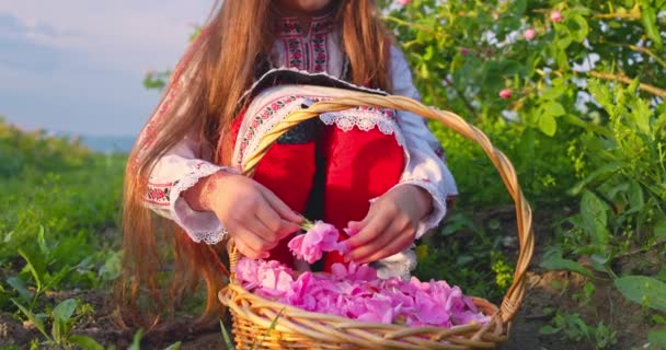 Mulher Bonita Búlgara Roupas Folclóricas Étnicas Colhendo Pétalas Rosa Óleo — Vídeo de Stock