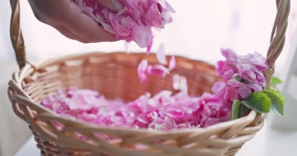Pétalas Rosa Colhidas Para Perfume Mãos Femininas Tocam Colhem Rosas — Vídeo de Stock