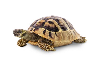 Turtle isolated on a white background with Clipping path clipart