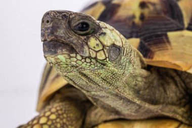Beyaz bir arka plan üzerinde izole kaplumbağa