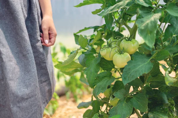 Αγρότης Χέρια Γυναίκα Και Βιολογικά Λαχανικά Ντομάτας Και Φυτά Ένα — Φωτογραφία Αρχείου