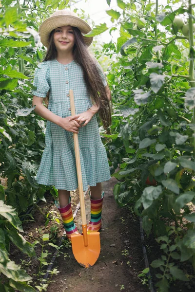 Farmářka Lopatou Organických Rajčatových Zeleninách Skleníku Zralá Rajčata Farmaření Zahradničení — Stock fotografie