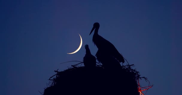 Luna Cielo Nocturno Cigüeñas Familia Nido Cigüeña Polluelos Recién Nacidos — Vídeo de stock