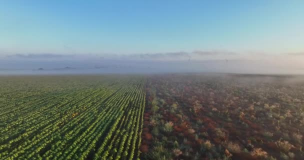 Аерофотозйомка Сільськогосподарських Агрономічних Полів Пшеничних Рослин Схід Сонця Ранковим Туманом — стокове відео