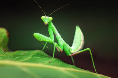 Praying Mantis Rainforest or European Mantis on a green leaf nature background. clipart