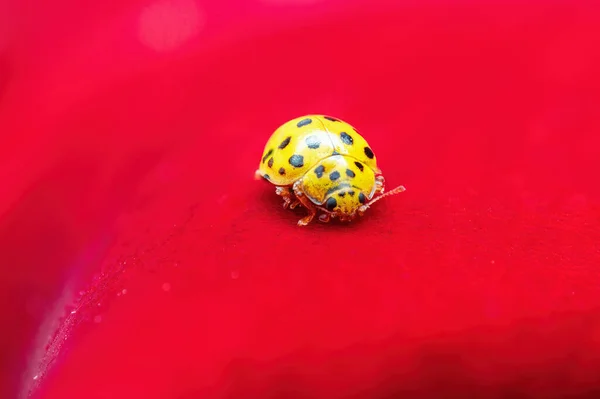Çiçeğin Taç Yapraklarındaki Sarı Uğur Böceği Uğur Böceği — Stok fotoğraf