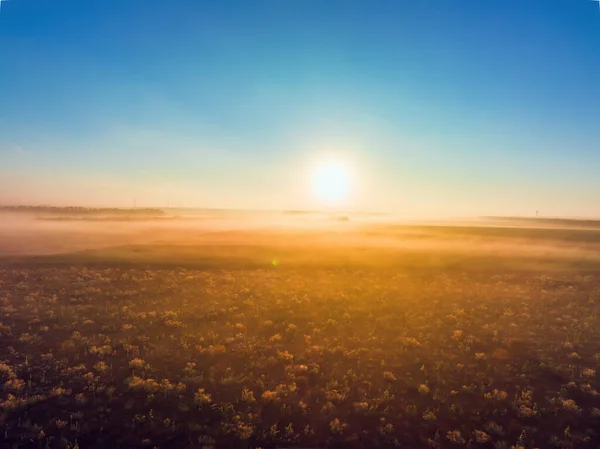 Tarımsal Tarım Tarlaları Üzerindeki Hava Manzarası Buğday Bitkileri Kırsalda Sabah — Stok fotoğraf