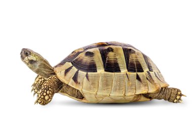 Kaplumbağa sürüngen vahşi hayvan kesme yolu ile beyaz bir arka planda izole.