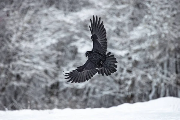 Flying black raven bird (Corvus corax) with open wings and rain bokeh, wildlife in nature