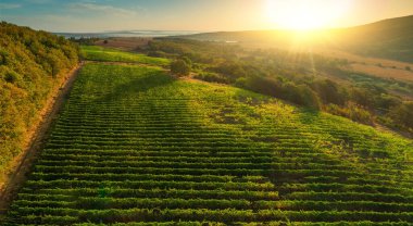 Kırsaldaki üzüm bağları tarım alanları, güneş doğarken güzel hava manzarası..