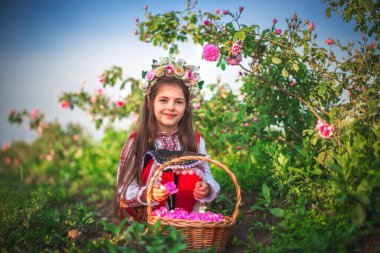 Bulgar Gülü Şam tarlası, Roses Vadisi Kazanlak, Bulgaristan. Etnik folklor elbiseli bir kız güneş doğarken yağ taşıyan güller topluyor.