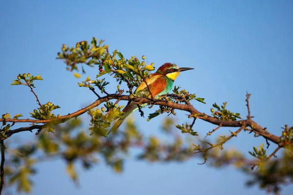 Bee Eater Color Bird Standing Blooming Tree Branch — Stock Photo, Image