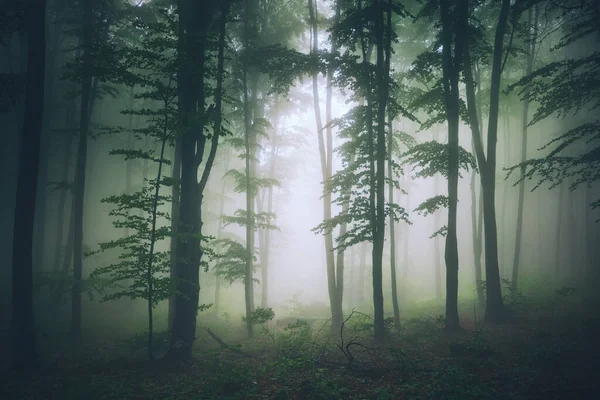 Paisagem Florestal Nevoeiro Matutino Primavera — Fotografia de Stock