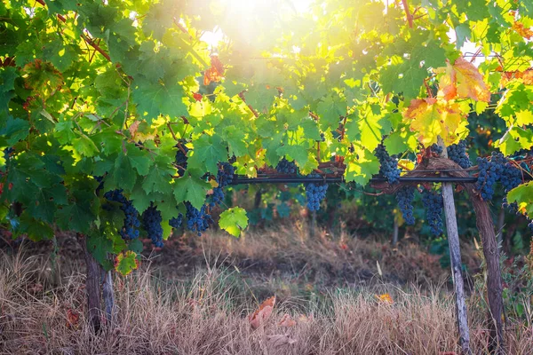 Wijngaard Landbouwvelden Het Platteland Prachtig Landschap Bij Zonsopgang — Stockfoto