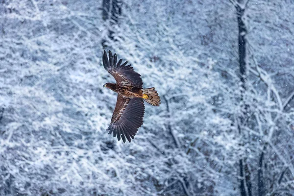 Fliegender Goldener Seeadler Mit Offenen Flügeln Attackiert Landungsflug — Stockfoto