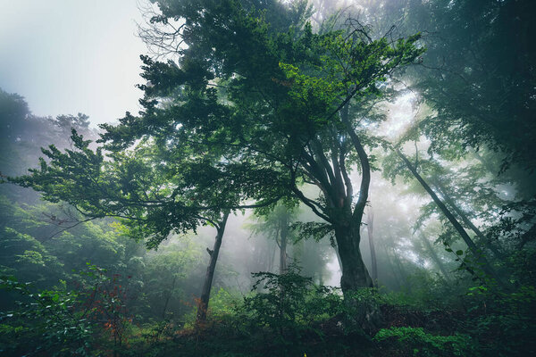 Big green tree and fog in the misty green forest